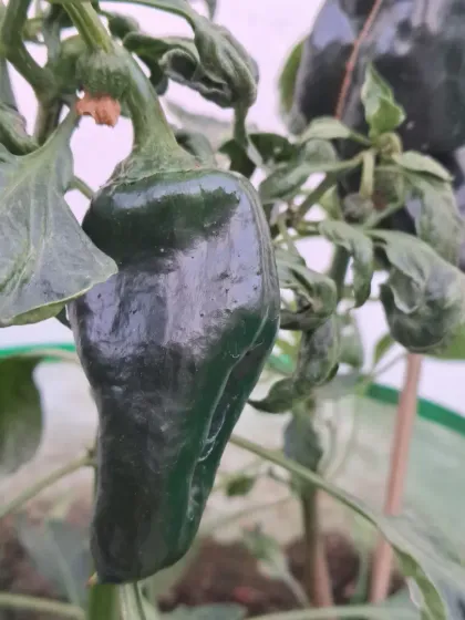 Bhardwaj - Urban Gardening Consultation Grow Your Own Organic Vegetables photo 10