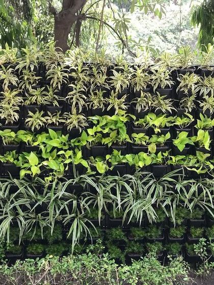 Living Walls for Your Home photo 7