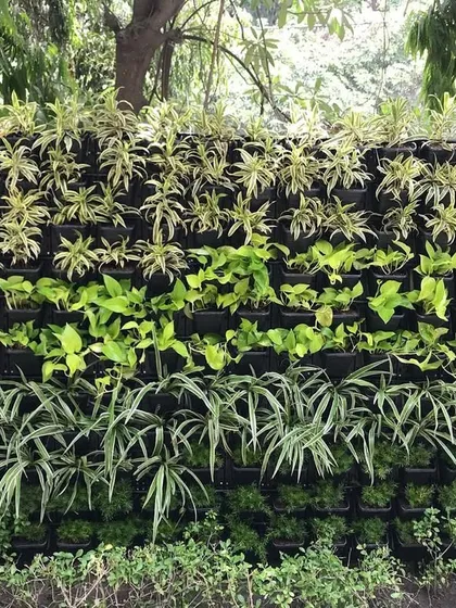 This outdoor vertical garden demonstrates a layered planting design. I used different types of foliage, from light green spider plants to darker leafy varieties, to create visual depth and interest.