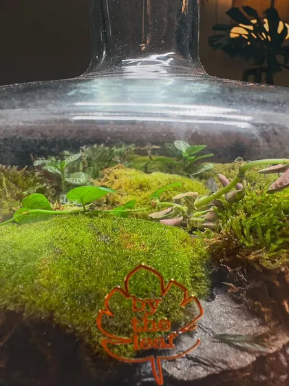 Another detail shot of the mossy landscape inside a decanter. I love the way the glass captures the light and highlights the different shades of green.