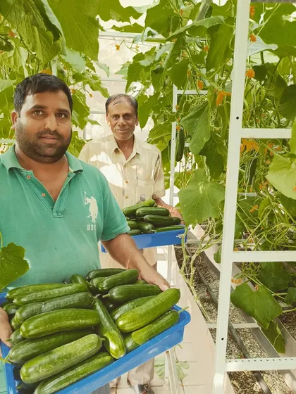 This is the result of a great harvest day. My team and I are holding just some of the English cucumbers from a single 200 sq ft pod. The yield from these systems is truly amazing.