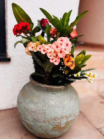 A close-up of this beautiful Crown of Thorns in a vintage-style pot. The mix of red, pink, and yellow flowers on a single plant is just so cheerful.