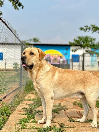 Fluffy Paws Pet Resort - Pet Boarding & Daycare Our Wonderful Guests photo 8