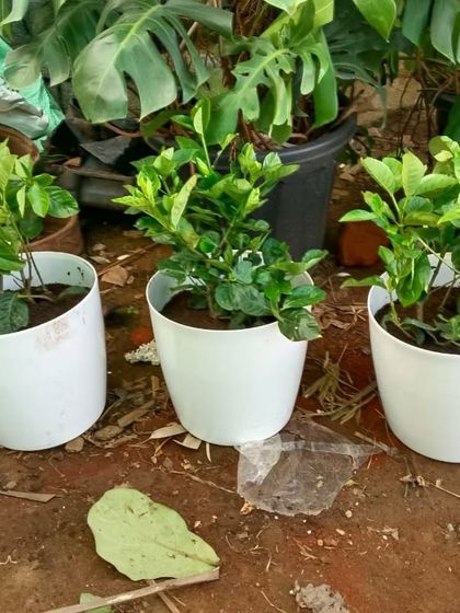 A set of three young plants in clean white pots, ready to be placed in a new home or office. We can help you choose the right size and type of plant for your needs.