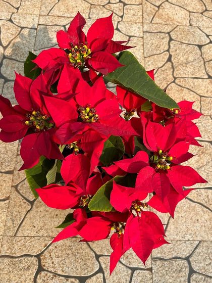 Festive & Seasonal Collection photo 8