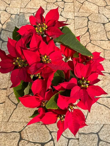 A top-down view of a beautiful red Poinsettia, showing off its full, star-shaped bracts. These are grown to be healthy and vibrant, ensuring they last through the season.
