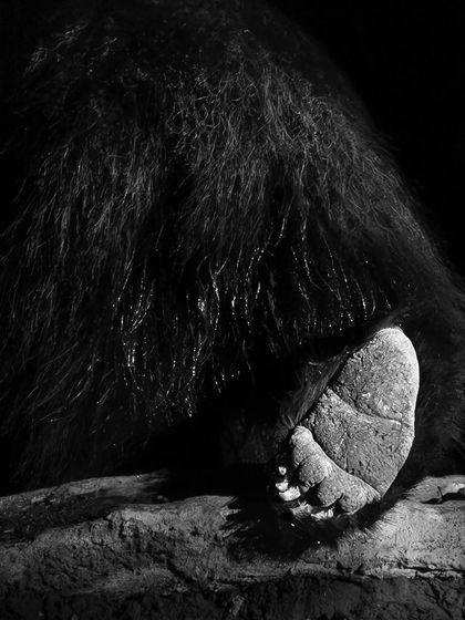 An artistic detail shot of a Sloth Bear's paw, showing the texture of its pads and claws.