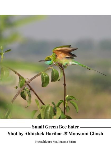 Another beautiful shot of a Small Green Bee Eater at Madhuvana Farm, taken by our co-farmers. Their presence indicates a thriving insect population, which is essential for a balanced ecosystem.