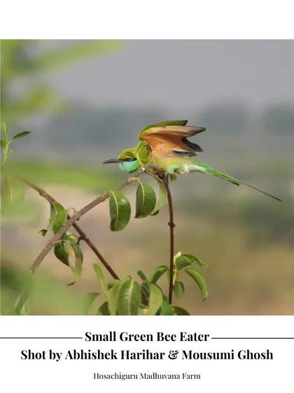 Another beautiful shot of a Small Green Bee Eater at Madhuvana Farm, taken by our co-farmers. Their presence indicates a thriving insect population, which is essential for a balanced ecosystem.