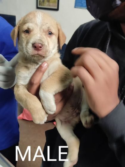 A close-up of the male puppy, showcasing his cute face and healthy build. He is just 1.5 months old.
