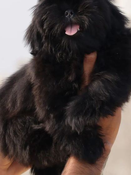A stunning jet black Shih Tzu puppy with a thick, glossy coat. This male puppy is KCI registered and has a playful, outgoing personality.
