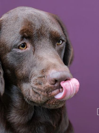A moment of quiet contemplation after a treat. This portrait of Loki shows a softer, more thoughtful expression, all beautifully lit in the studio.
