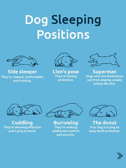More sleeping positions decoded. The "Superman" pose often means they're tired from playing, while burrowing under blankets shows they're seeking extra comfort and security.