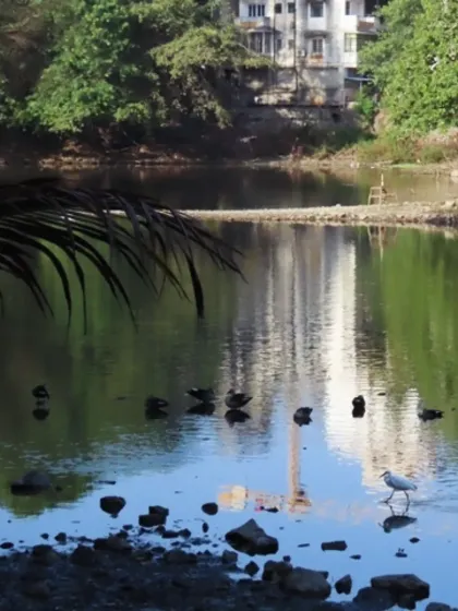 An urban lake teeming with birdlife. This view reminds us that nature is closer than we think; we just need to take the time to look and listen.