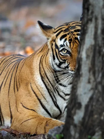 Noor peeking from behind a tree. This 'hide and seek' composition creates a sense of intimacy and curiosity.