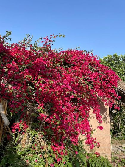 Plant Spotlights & Care Tips photo 11