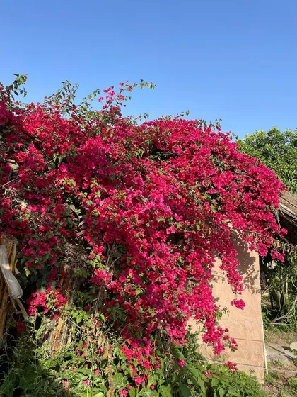 A magnificent Bougainvillea bush in full bloom. This is a perfect example of a sun-loving plant that provides incredible color and impact.