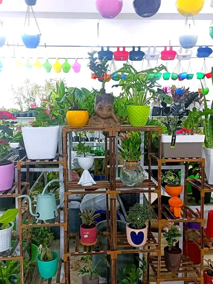 A display of my plant stands filled with a variety of indoor plants in colorful pots. I can help you choose the right plant and pot combination.