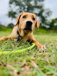 Dog Adoption Services