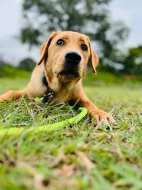 Dog Adoption Services
