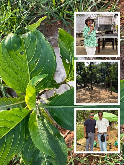 This collage highlights the diverse activities during a corporate planting day. From our experts addressing the volunteers to the close-up of a healthy new plant, it shows the holistic nature of our restoration events.
