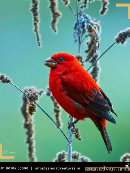 A vibrant Scarlet Tanager, a beautiful bird found in the Americas, though this image is used to promote our Taiwan tour. We offer tours worldwide, including birding hotspots in North and South America.