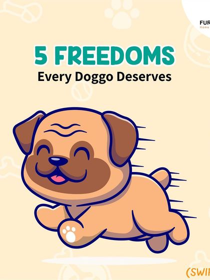 Every dog deserves these five fundamental freedoms: freedom from hunger, discomfort, pain, fear, and the freedom to express normal behavior. This is the foundation of responsible and compassionate pet ownership.