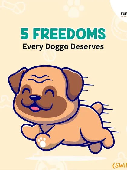 This extensive library of educational content covers everything a pet parent needs to know, from the benefits of turmeric and moringa to tips for hydration, sleep, dental health, and raising a new puppy.