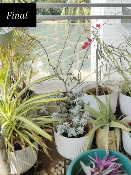 The beautiful "after." This is the result of careful planning and a little bit of plant magic. I arranged a mix of foliage and flowering plants in clean, white pots to create a fresh, vibrant, and low-maintenance balcony oasis.