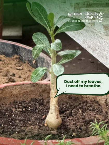 A layer of dust on leaves can block sunlight and hinder photosynthesis. We gently clean leaves as part of our maintenance routine so plants can breathe.