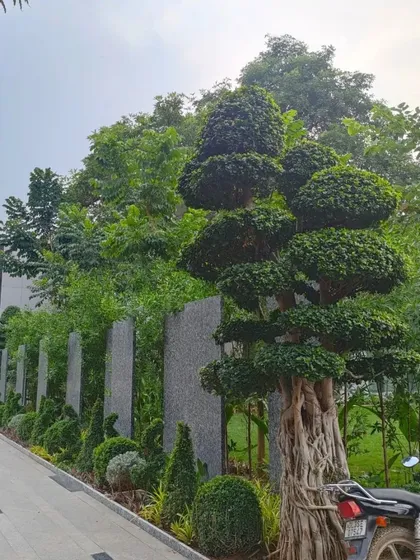 Landscaping is art for your home's exterior. Here, my team has meticulously shaped and placed bonsai-style trees and manicured shrubbery along a driveway to create a stunning, green approach.