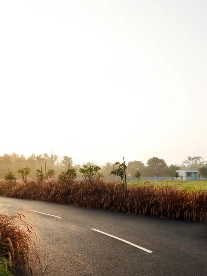 The road at our BTM Meadows project is lined with native ornamental grasses that catch the warm light of sunrise. This soft landscaping approach helps to blend the infrastructure seamlessly into the surrounding natural environment.