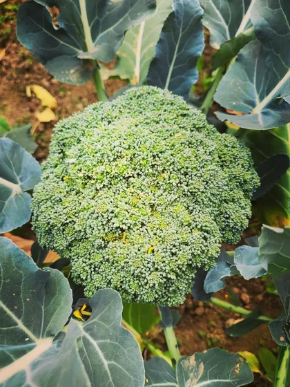 Another shot of the beautiful, organic broccoli growing in the garden.