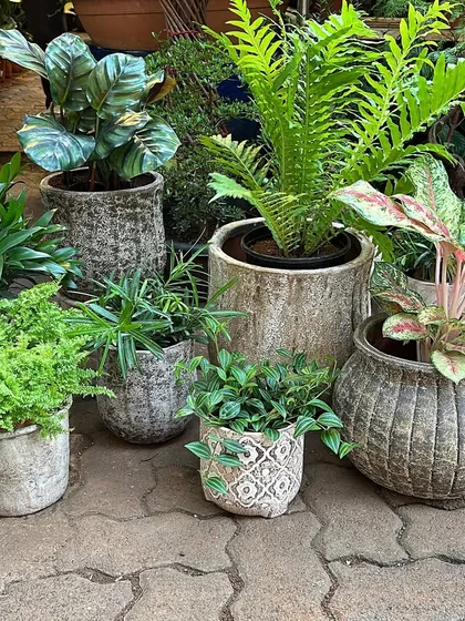 Here are some of my new rustic planters, featuring a mix of textures and patterns. I love helping clients create mini-landscapes by clustering different pots and plants like these ferns and calatheas.