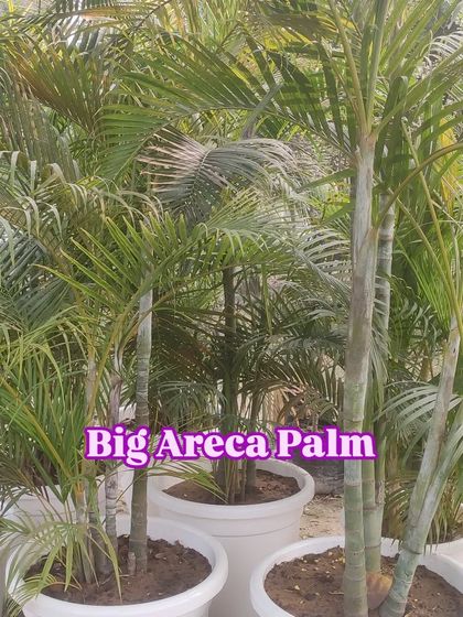Another shot of the big Areca Palms in white pots.