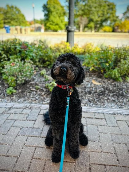 Tulsa Dog Trainer - Immersive Board & Train Programs Board & Train Graduates photo 129
