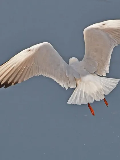 A gull seen from above, its wings spread over the water. This perspective shows the perfect symmetry and design of its wings, built for soaring on coastal breezes.