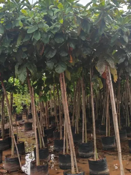 A batch of Sausage trees (Kigelia Pinnata).