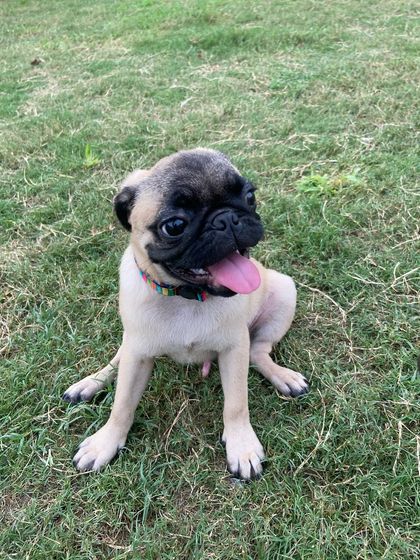 That classic pug head tilt and happy pant. He's a character!