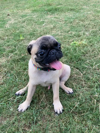 That classic pug head tilt and happy pant. He's a character!