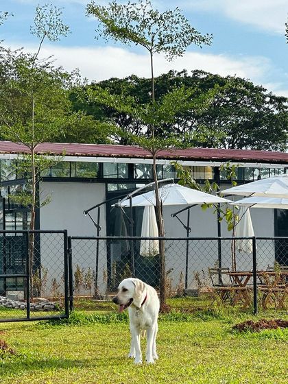 The Pawsome Camp - Dog Daycare & Boarding The Pawsome Playground: 2 Acres of Freedom photo 24