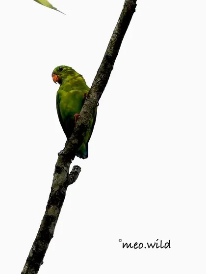 The Vernal Hanging Parrot is a tiny, bright green gem. They are often seen hanging upside down from branches to feed, a unique behavior that makes them fascinating to watch.