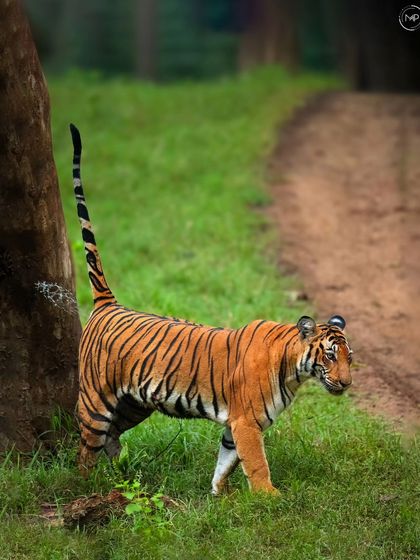 Here, a tigress demonstrates classic territory marking behavior in Kabini. With her tail held high, she sprays a scent mark on a tree, a powerful signal to other tigers in the area.