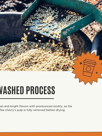 An explanation of the washed coffee processing method. This technique removes the cherry's pulp before drying, resulting in clean, bright flavors.