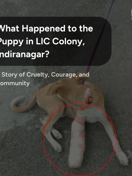 A story of cruelty and courage in Indiranagar, where a puppy was injured. This incident report highlights the serious nature of calls our agents respond to, including animal welfare cases.