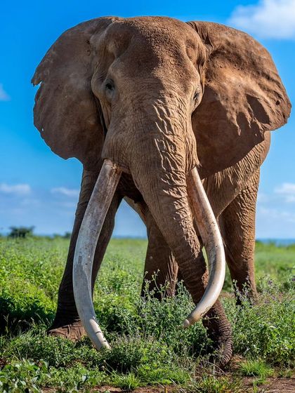 The elephant king, the mighty Craig. Seeing this gentle giant, who feels like a mammoth from the Ice Age, at close quarters is a humbling experience.