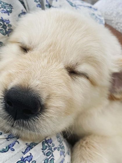 We Care Pet Creche - Home Dog Boarding Our Adorable Guests photo 17