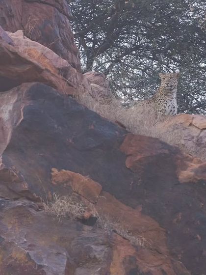 An urban leopard surveys its territory from a rocky perch, a common behavior we observe during our explorations of the Aravallis.