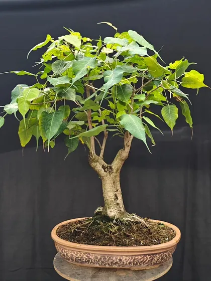 A Peepal bonsai ready for Diwali, a festival of light and new beginnings. This sacred tree is a perfect living gift to symbolize growth and harmony.