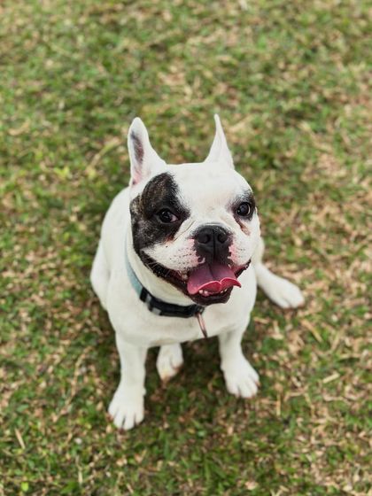 The Pawsome Camp - Dog Daycare & Boarding A Home Away From Home: Boarding & Kennels photo 7